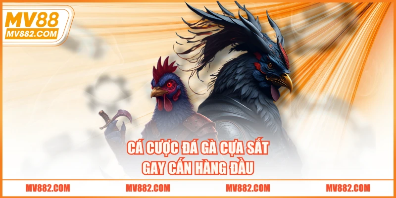 Cá cược đá gà cựa sắt gay cấn hàng đầu